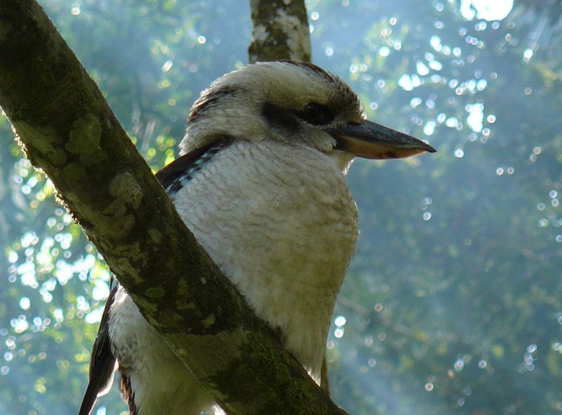 Australië groepsreis kookaburra