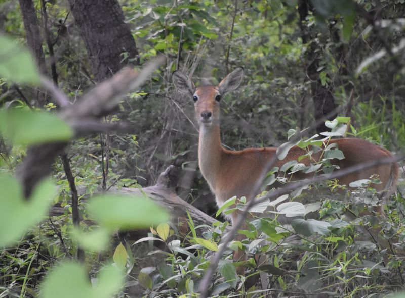 Groepsreis Ghana antilopes en herten