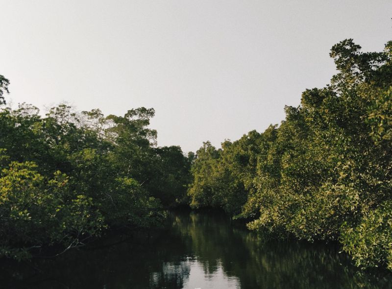 Groepsreis Senegal mangroves van de Sine Saloum delta