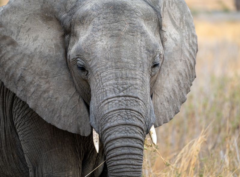 Groepsreis Tanzania olifant close-up