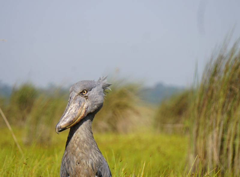 Groepsreis Kenia Oeganda en Tanzania jongerenreis shoe bill schoenbekooievaar Mabamba Swamps Entebbe