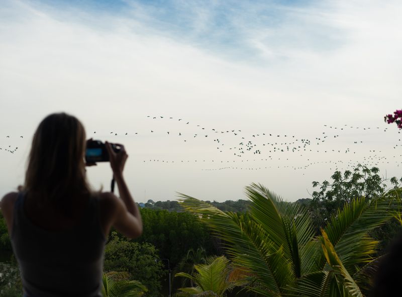 Groepsreis Senegal vogels in Sine Saloum