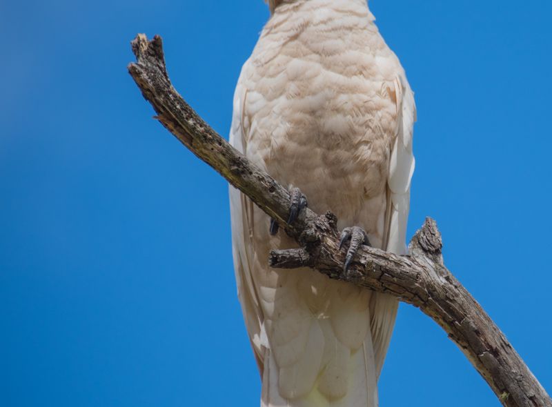 Groepsreis Australië kaketoe