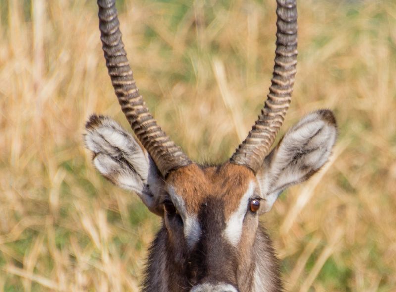 Groepsreis Botswana antilope in Moremi National Park