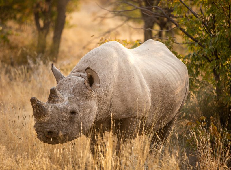 Groepsreis Namibië & Zuid-Afrika neushoorn in Etosha