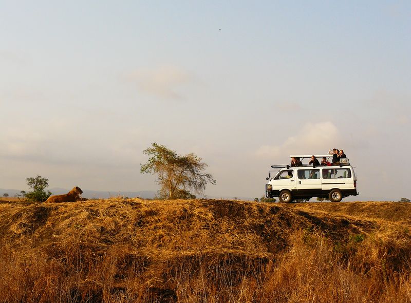 Groepsreis Kenia en Tanzania safari jeep leeuw spotten