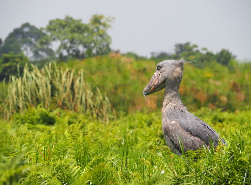 Groepsreis Oeganda Mabamba Swamps schoenbekooievaar