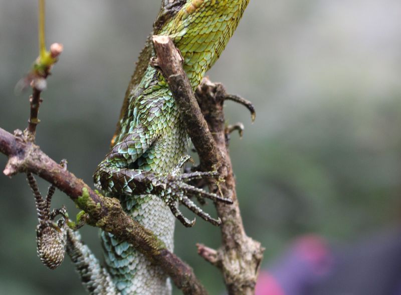 Groepsreis Sri Lanka jongerenreis neushoorn kameleon