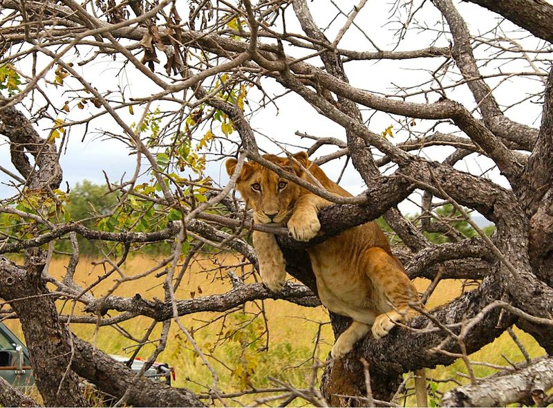 Groepsreis jongerenreis Tanzania safari Ruaha en Mikumi National Park leeuw