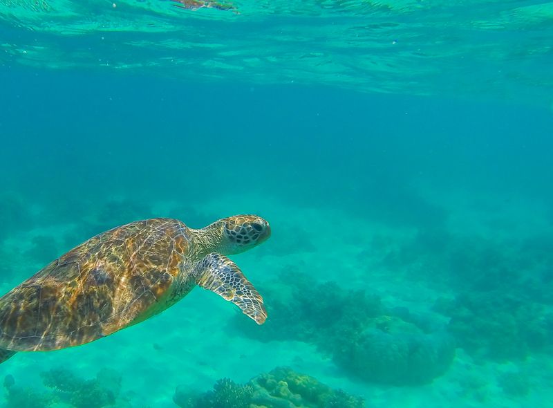 Australië groepsreis snorkelen schildpad