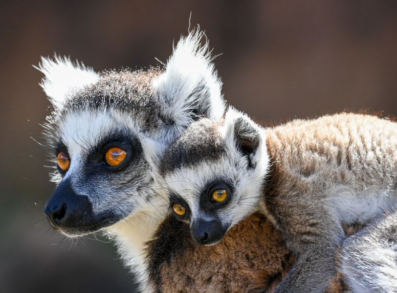 Groepsreis Madagascar ringstaartmaki&#039;s
