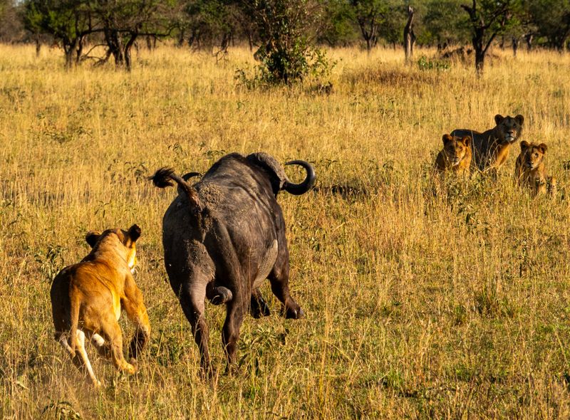 Tanzania groepsreis safari in Serengeti leeuwen op jacht