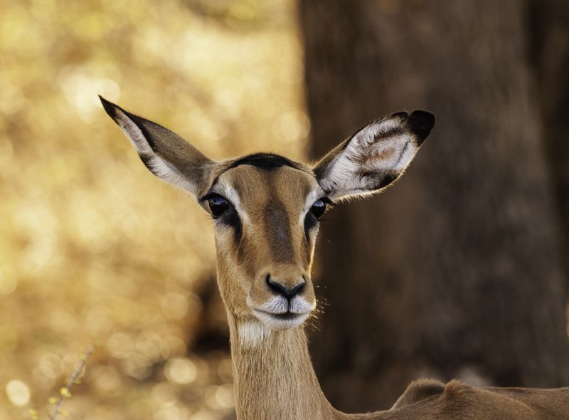 Groepsreis Zuid-Afrika impala op safari