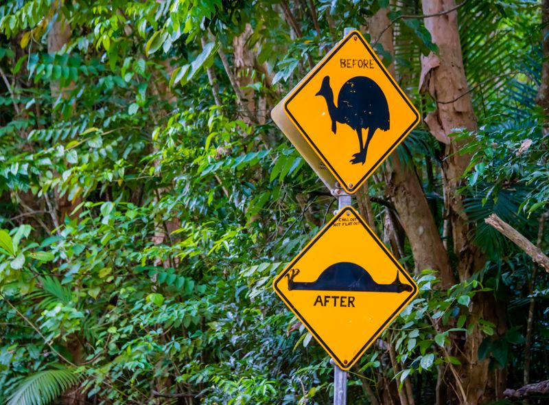 Groepsreis Australië cassowary