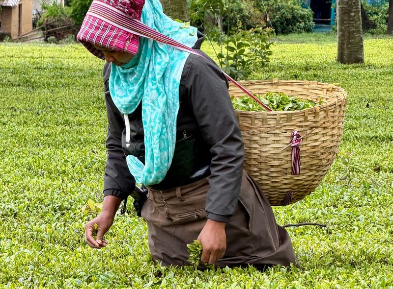 Groepsreis India theeplukker