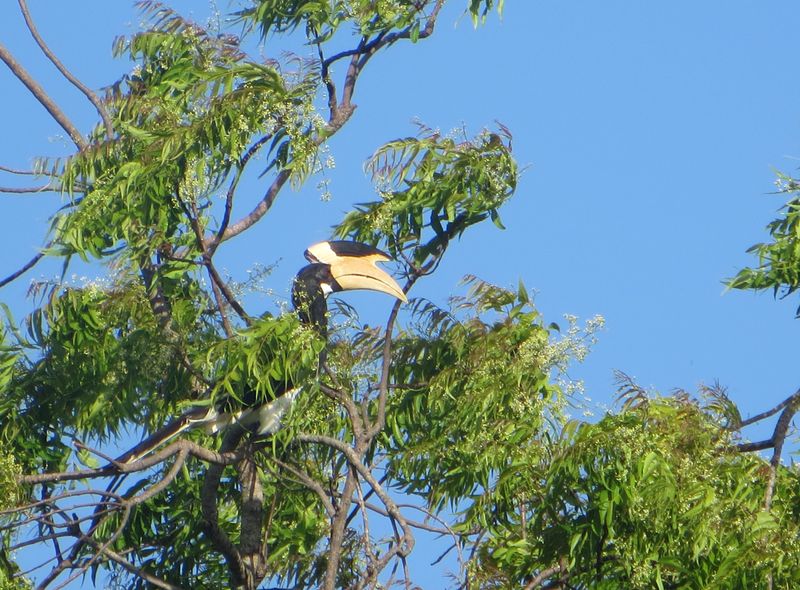 Groepsreis Sri Lanka safari in Kumana National Park neushoornvogel