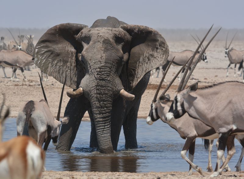 Groepsreis Namibië &amp; Zuid-Afrika drinkplaats met olifant in Etosha NP