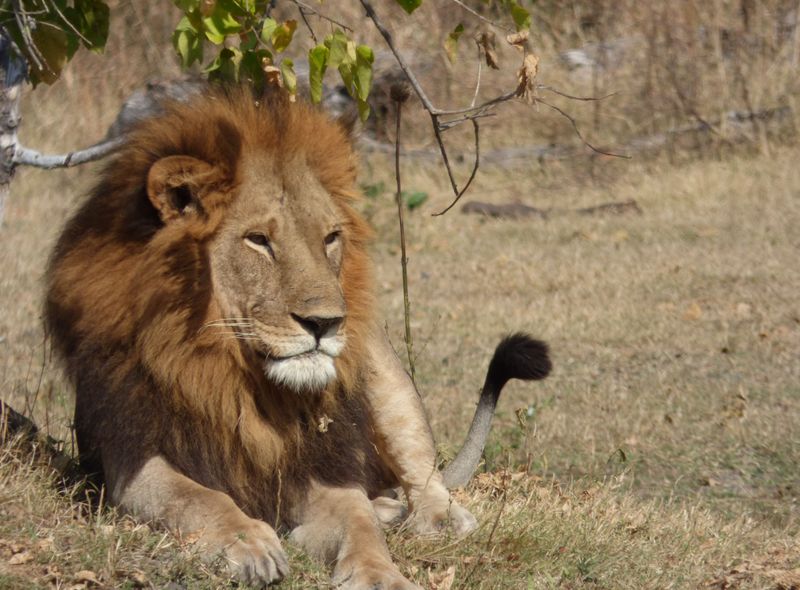 Groepsreis Botswana leeuw safari