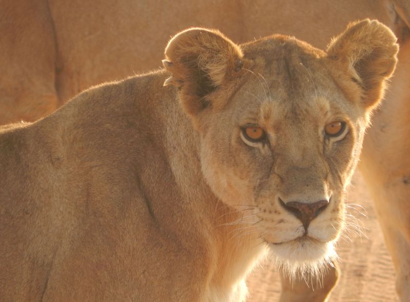 Groepsreis Kenia en Tanzania leeuwin in de Serengeti
