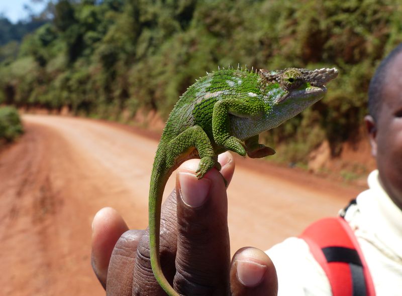 Groepsreis jongerenreis Tanzania kameleon trekking