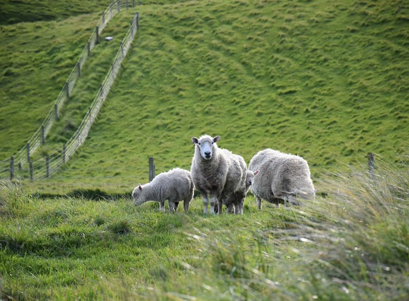 Groepsreis Nieuw-Zeeland de schapen