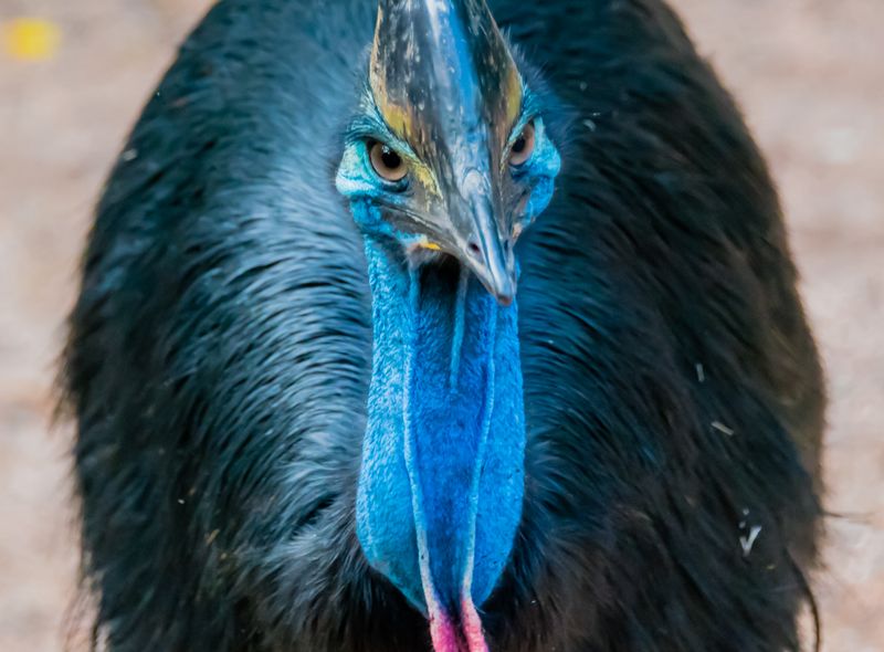 Groepsreis Australië kasuaris