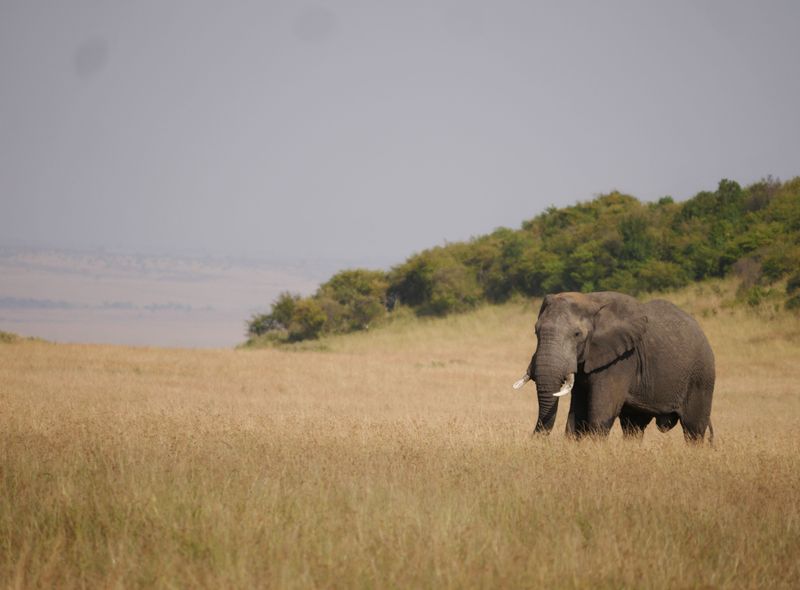Groepsreis Kenia olifant stier op ons pad