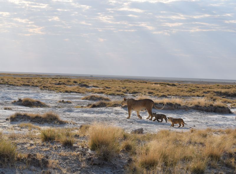 Groepsreis Namibië &amp; Zuid-Afrika leeuwen op de zoutpannen van Etosha