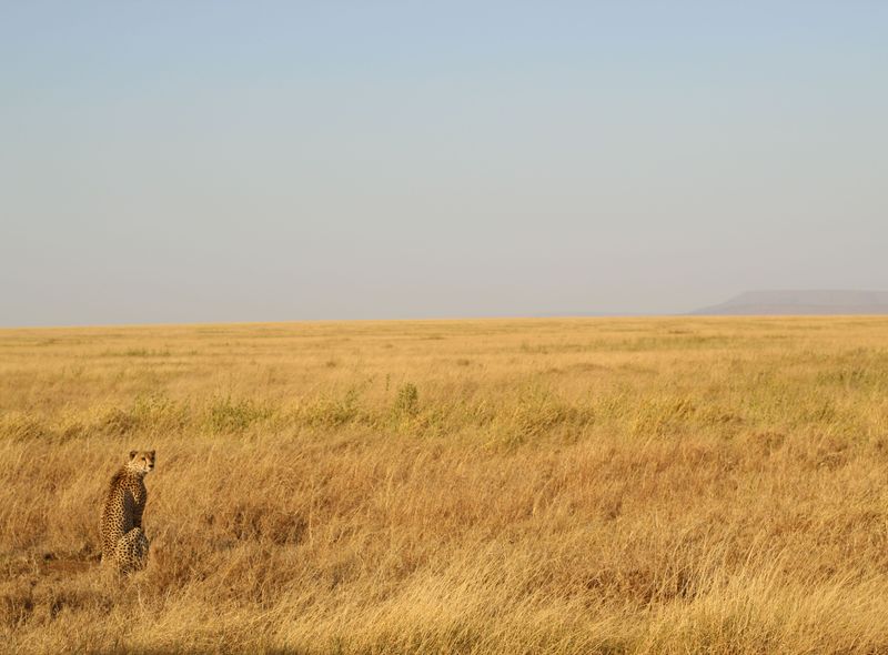 Groepsreis Kenia en Tanzania een jachtluipaard of cheetah in de Serengeti