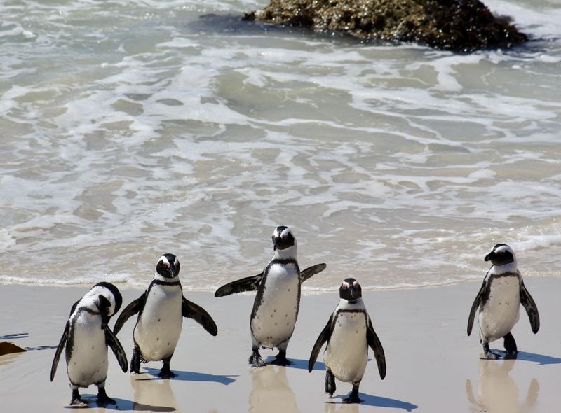 Groepsreis Zuid-Afrika pinguïns Boulders Beach in Kaapstad