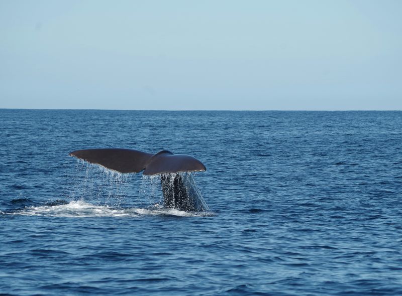 Groepsreis Nieuw-Zeeland Kaikoura walvis