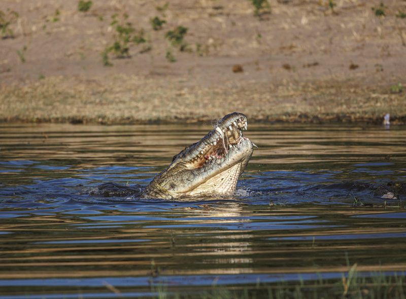 Groepsreis Botswana krokodil in Chobe National Park