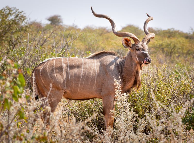 Groepsreis Namibië &amp; Zuid-Afrika antilope Etosha