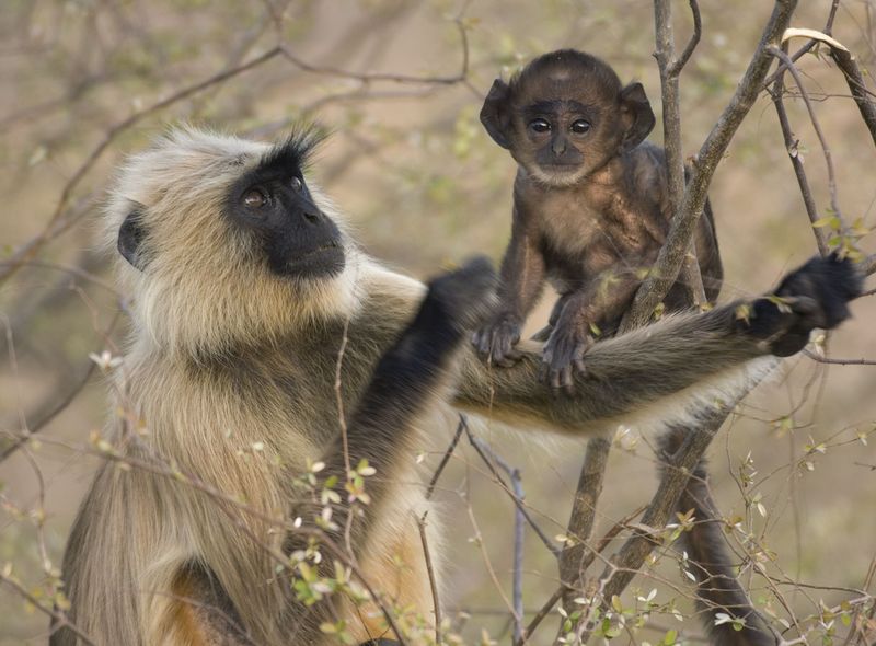 Groepsreis jongerenreis India aapjes Hanuman