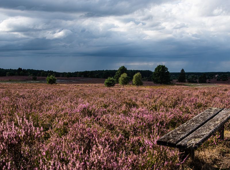 Lüneburger Heide bloei Duitsland roadtrip
