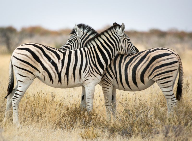 Groepsreis Namibië &amp; Zuid-Afrika zebra&#039;s in Etosha National Park
