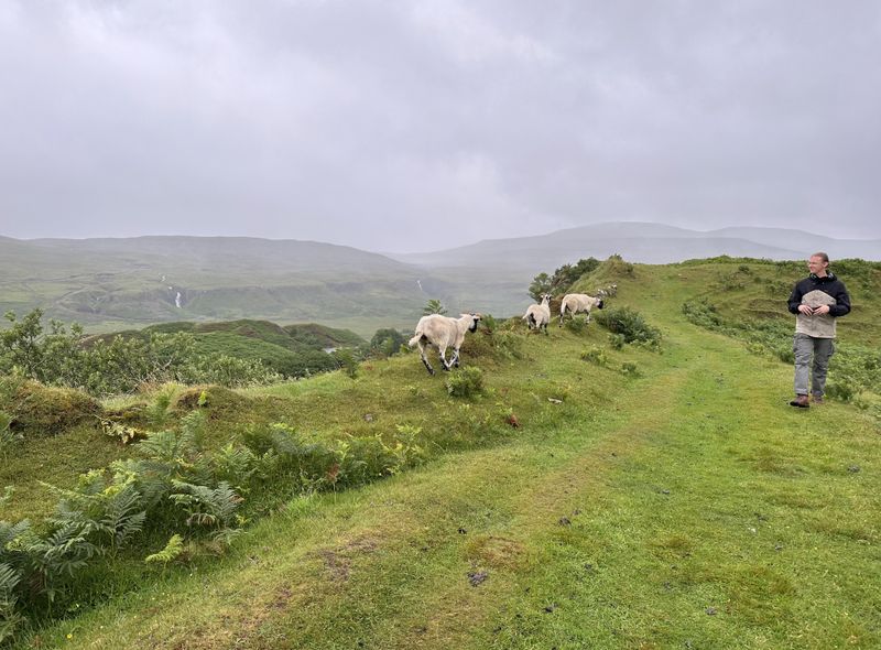 Groepsreis Schotland jongerenreis wandelen en schapen