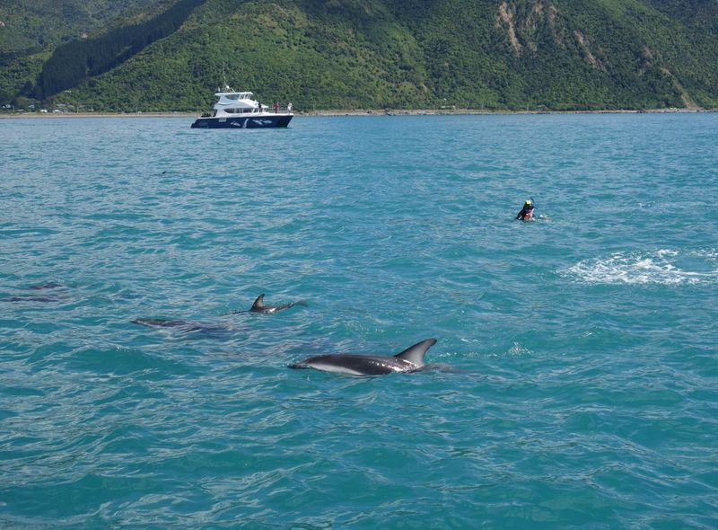 Groepsreis Nieuw-Zeeland Kaikoura dolfijnen