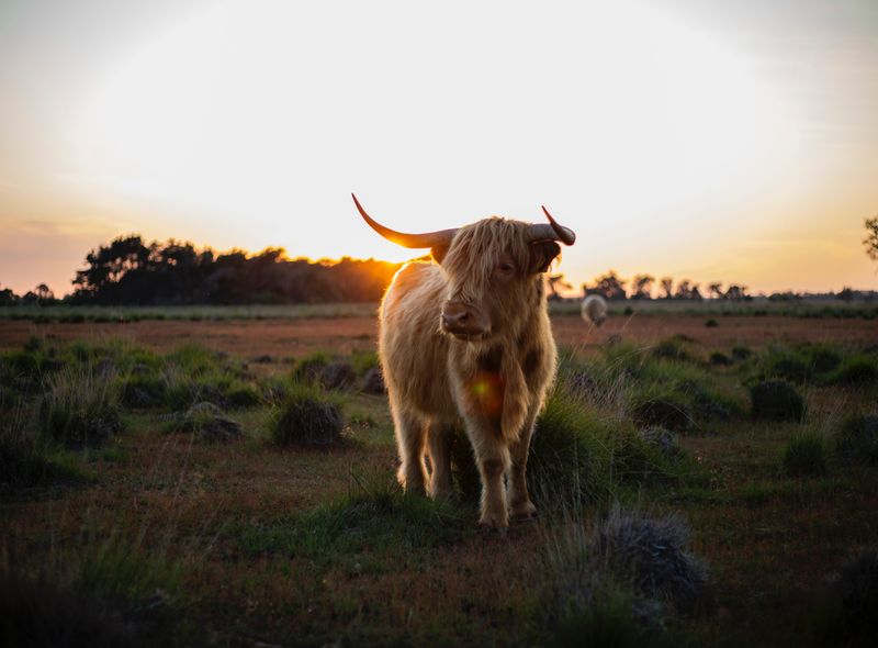 Zonsondergang Duitsland heide roadtrip groepsreis