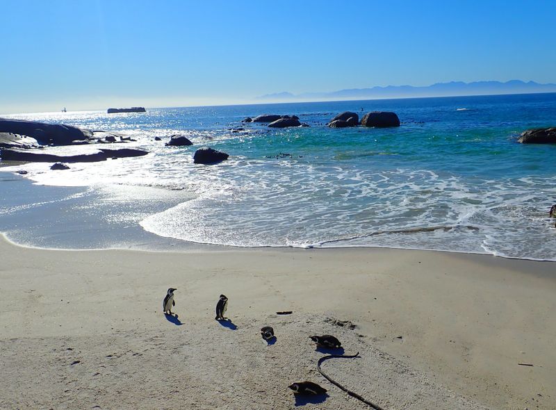 Groepsreis Zuid-Afrika pinguïns Boulder&#039;s Beach