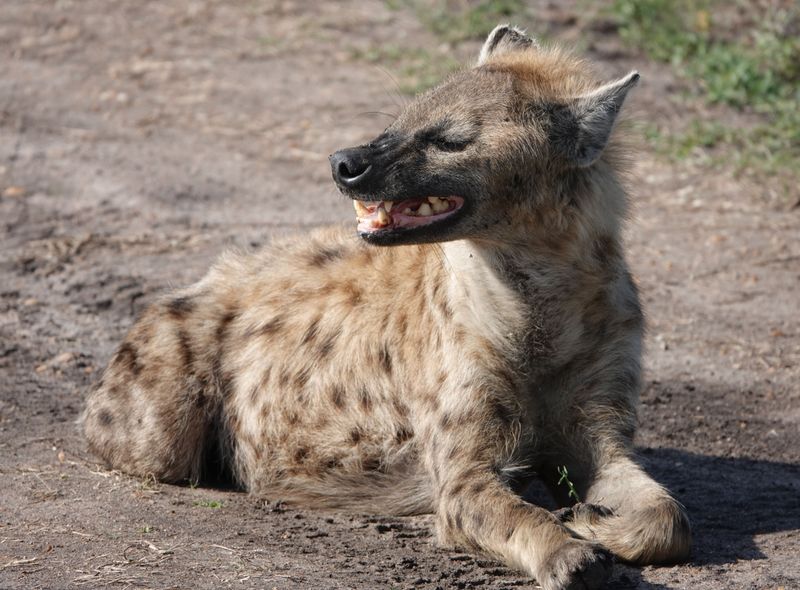Groepsreis Kenia hyena
