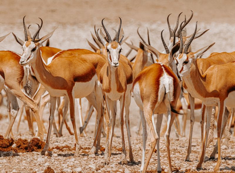 Groepsreis Namibië &amp; Zuid-Afrika springbokken in Etosha