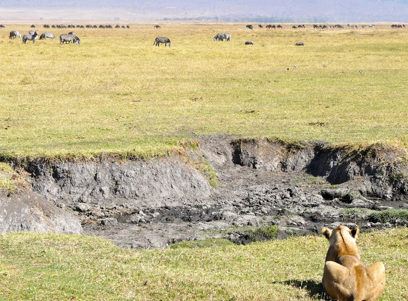 Groepsreis Kenia en Tanzania safari leeuwin op de uitkijk