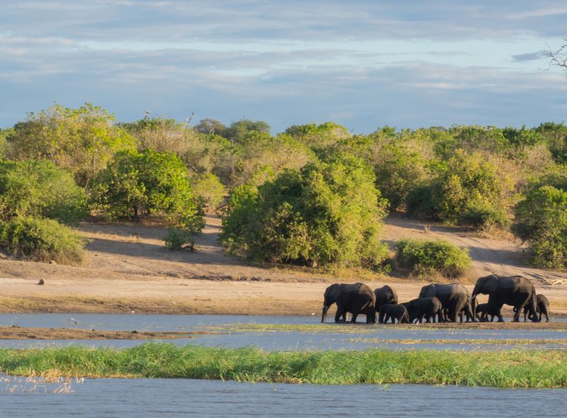 Groepsreis Botswana kudde olifanten aan de Chobe rivier