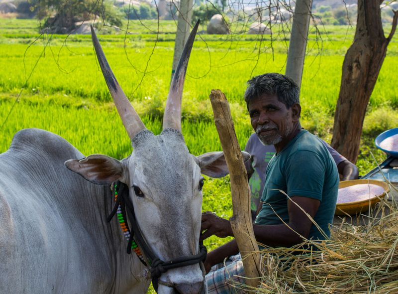 Zuid-India groepsreis 