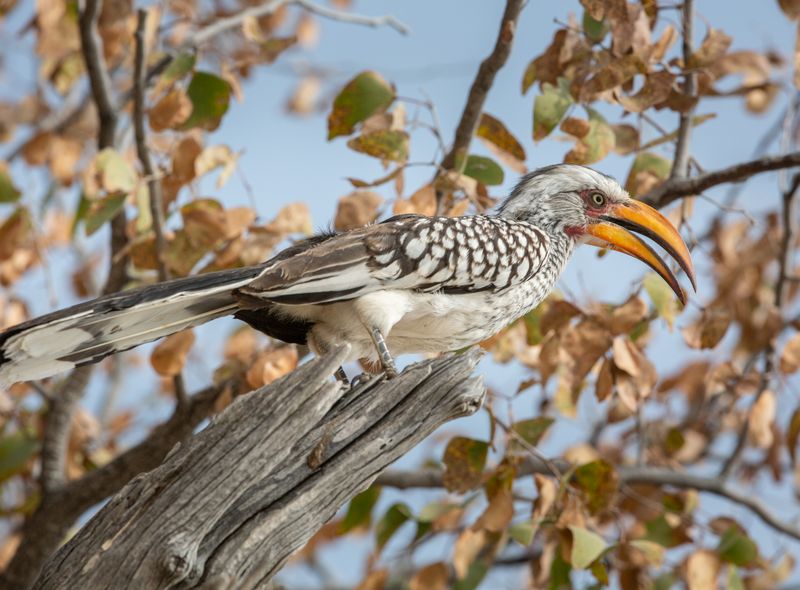 Groepsreis Namibië & Zuid-Afrika vogels Etosha