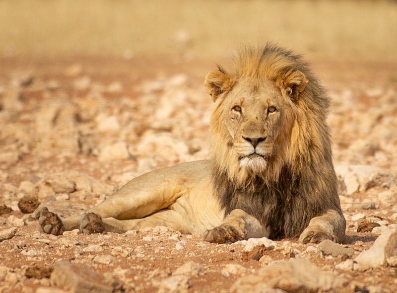 Groepsreis Namibië &amp; Zuid-Afrika leeuw tijdens safari in Etosha