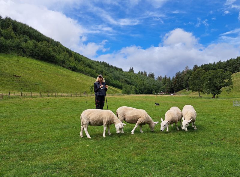 Groepsreis Schotland jongerenreis schapen hoeden