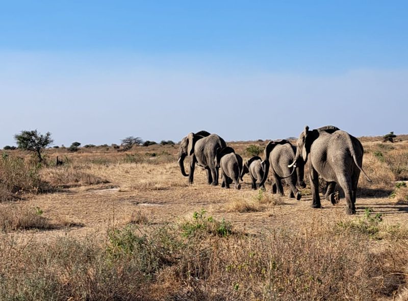 Groepsreis Tanzania olifanten