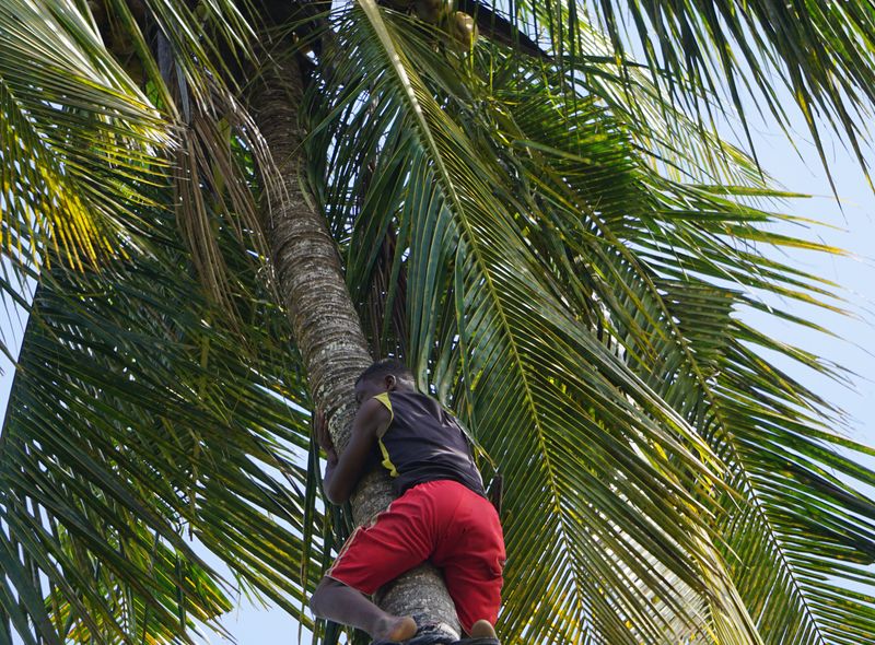 Groepsreis jongerenreis Tanzania kokosnoten
